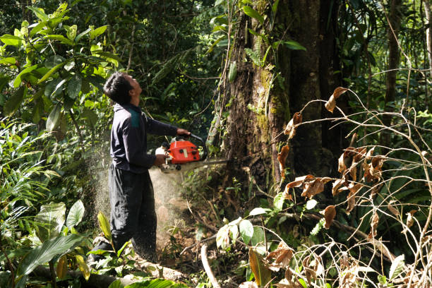 Leaf Removal in Port Ludlow, WA