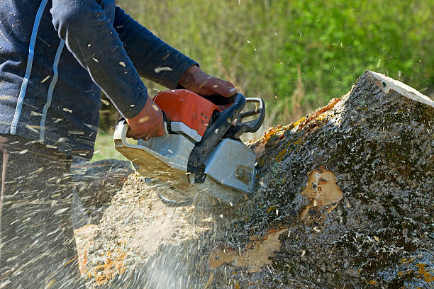 Best Fruit Tree Pruning  in Port Ludlow, WA